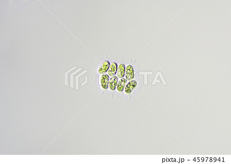 イカダモ 微生物の写真素材