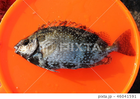 アイゴ 魚 毒 有毒の写真素材 アイゴ 魚 毒 有毒の写真素材