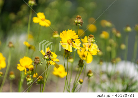 朝鮮菊の写真素材