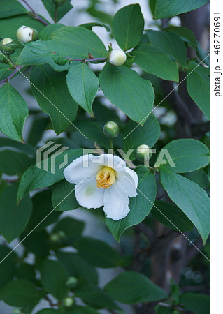 ナツツバキの花の写真素材