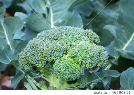 緑花野菜の写真素材