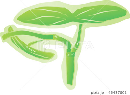 ベクター ジュンサイ じゅんさい 蓴菜のイラスト素材