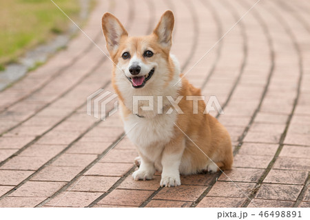 ウェルシュコーギー コーギー 犬 小型犬の写真素材