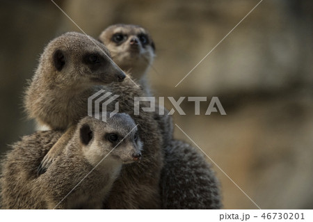 動物 マングース かわいい イラストの写真素材