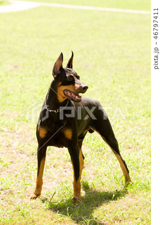 警察犬 ドーベルマンの写真素材