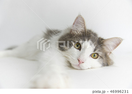 ノルウェージャンフォレストキャット 猫 可愛い 1匹の写真素材