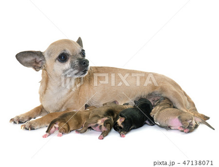 ちわわ チワワ 生まれたて こいぬの写真素材