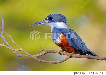 birds of brazil ブラジル 野鳥 写真集 Wildlife Conservation Society Birds of Brazil: The Atlantic