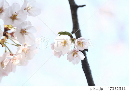 桜 蕾 つぼみ 咲き掛け ピンクの写真素材