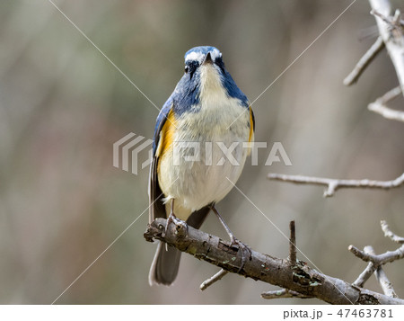 ルリビタキ 野鳥 正面 冬鳥の写真素材