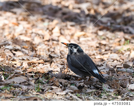 椋鳥の写真素材