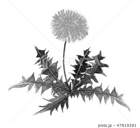 西洋たんぽぽのイラスト素材