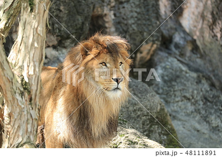 動物 ライオン 横顔 一頭の写真素材