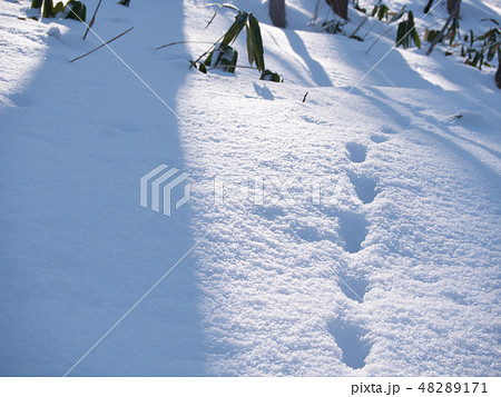 テン 動物 足跡 雪の写真素材