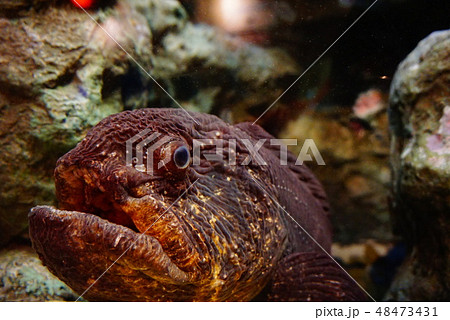 オオカミウオ 狼魚 オオカミ魚 おおかみうおの写真素材