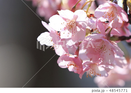 千代田桜まつりの写真素材