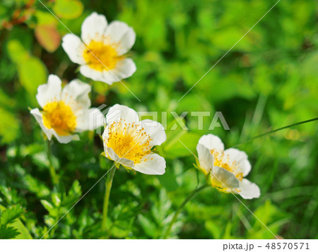 おひさまを浴びる高山の花・チングルマ