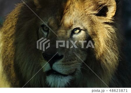 ライオン 陸の哺乳類 野生動物 野獣の写真素材
