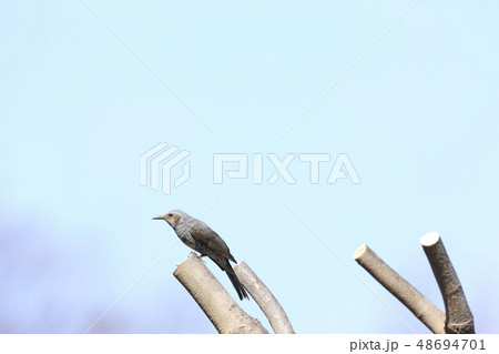 中くらいの鳥の写真素材