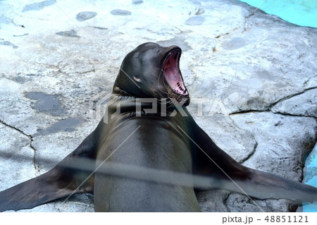 アシカ 口 水族館 かわいいの写真素材