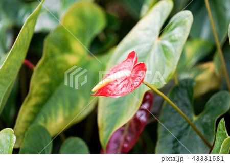 植物 葉 観葉植物 赤い花 黄色 花の写真素材 Pixta