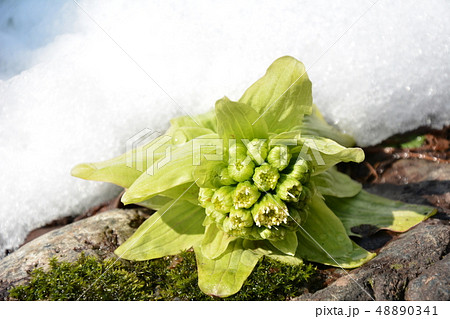 フキノトウ 蕗の薹 ふきのとう 雪の写真素材