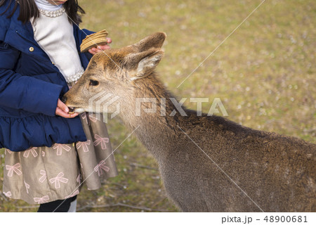 鹿せんべいの写真素材