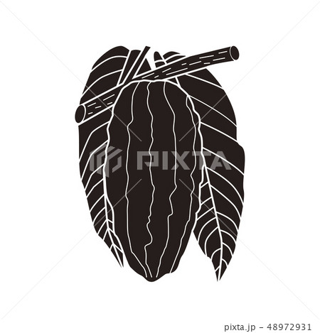 カカオの葉のイラスト素材