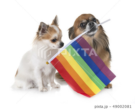 わんこ 犬 ゲイ 同性愛の写真素材