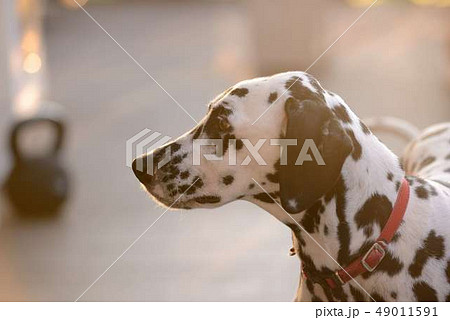犬 ダルメシアン 白黒 水玉の写真素材 犬 ダルメシアン 白黒 水玉の写真素材