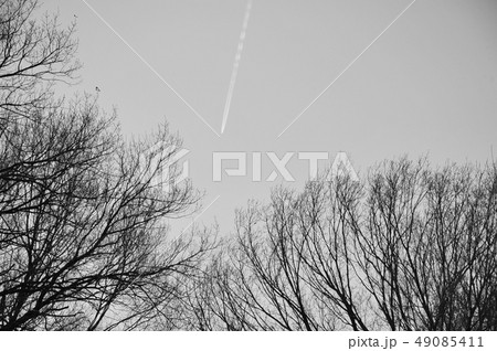 ひこうき雲 雲 空 白黒の写真素材