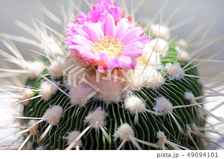 サボテンの花の写真素材