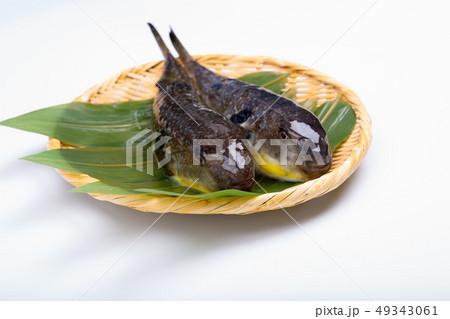真河豚