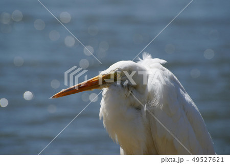 ペリカンの捕食の写真素材