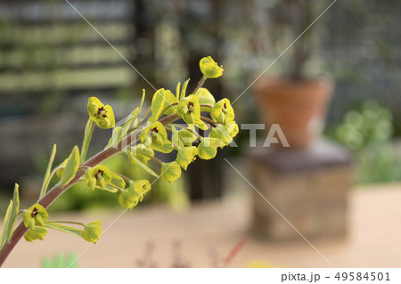ユーフォルビア ゴールデンレインボーの写真素材