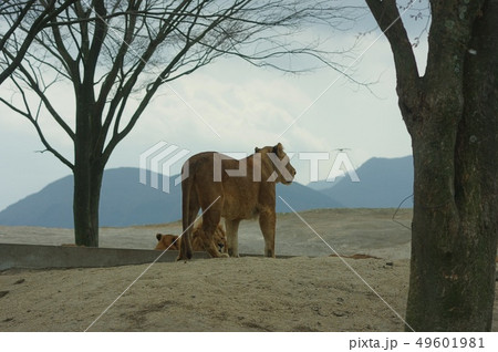 後姿 ライオン 雄 動物の写真素材