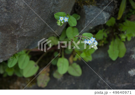 キュウリソウの写真素材