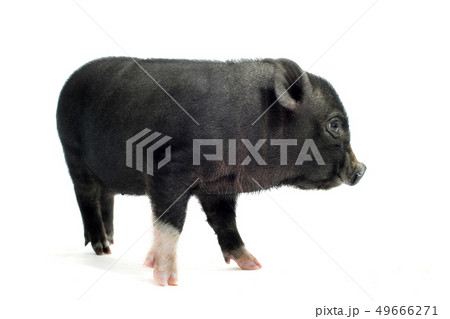 豬的照片素材集