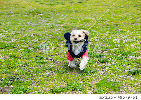 ボールをくわえる犬の写真素材