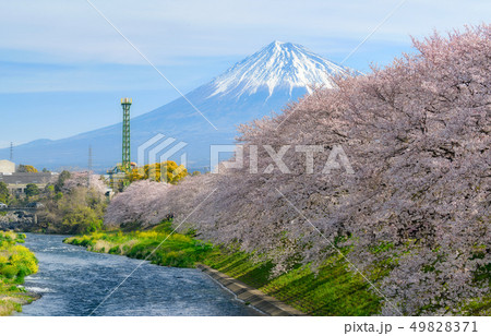 潤井川 春の写真素材 - PIXTA