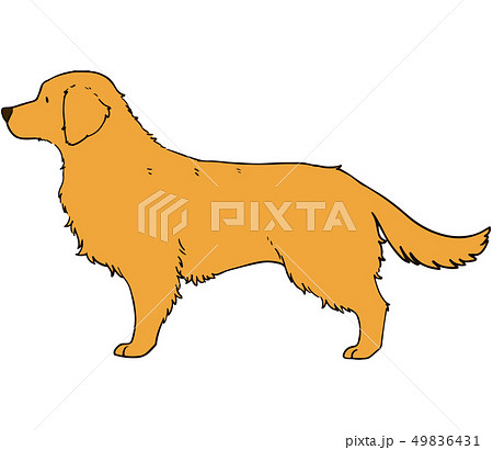 動物 犬 横顔 生き物のイラスト素材