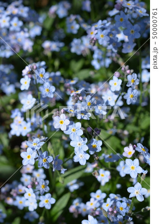 勿忘草 忘れな草 ワスレナグサ 青い花の写真素材