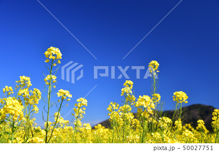 鯖江の写真素材