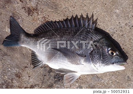クロダイ チヌ 魚 ウロコの写真素材