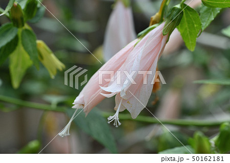 頷き姫芙蓉の写真素材