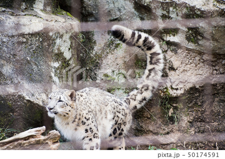 ユキヒョウ 雪豹 かわいい 子供の写真素材