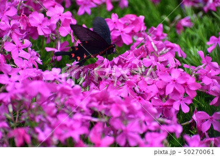 蝶 アゲハ 芝桜 アゲハ蝶の写真素材 - PIXTA