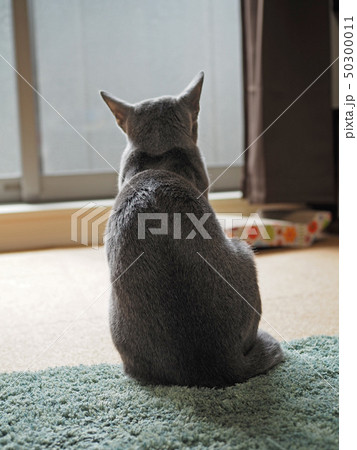 猫 ロシアンブルー 後姿 ペット 1匹の写真素材