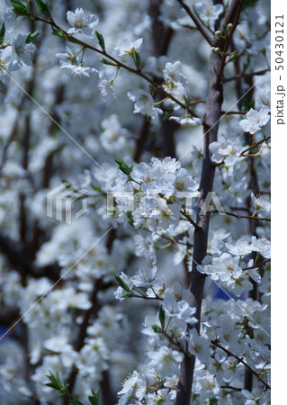 心に強く訴えるプラム 花言葉 すべての美しい花の画像