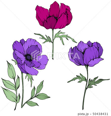 花 アネモネ 紫色 壁紙 カラフルの写真素材